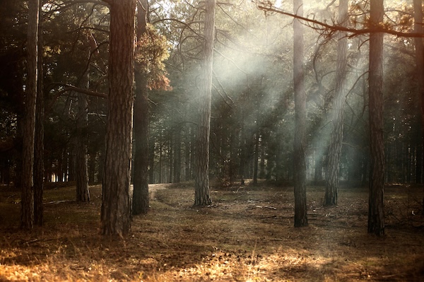 Sunlight streaming through a quiet forest, symbolizing connection, spiritual reflection, growth, outreach, and service opportunities through grants from Philadelphia Yearly Meeting.