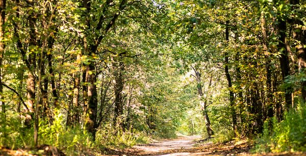 path moving forward in green trees