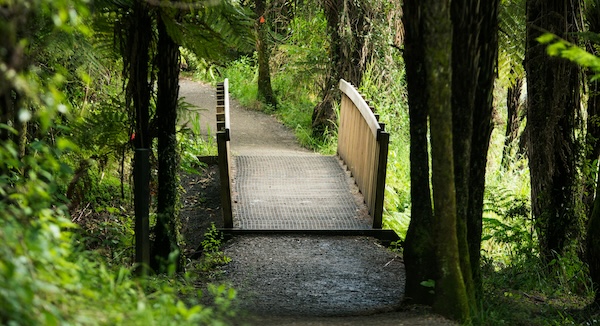 Green Trees and a Paved Path with Wooden Bridge