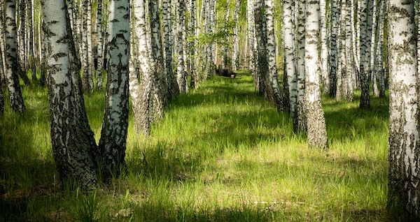 Birch, Tree, Nature image, tress and green grass, with leading forward path