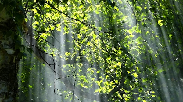 lights peaking through green leaves and tree branches