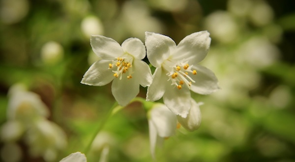 white mayflower bush