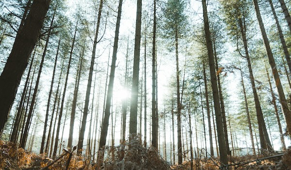 Light peaking out behind trees!