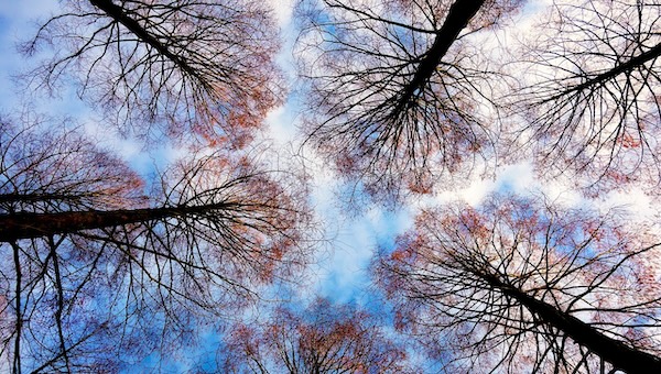 Treetops against the blue sky with clouds